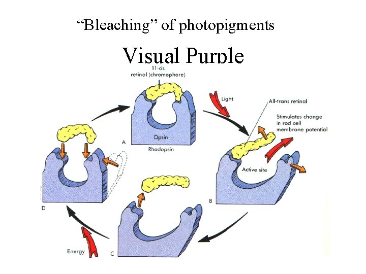 “Bleaching” of photopigments Visual Purple 