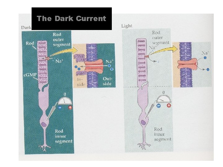 The Dark Current 