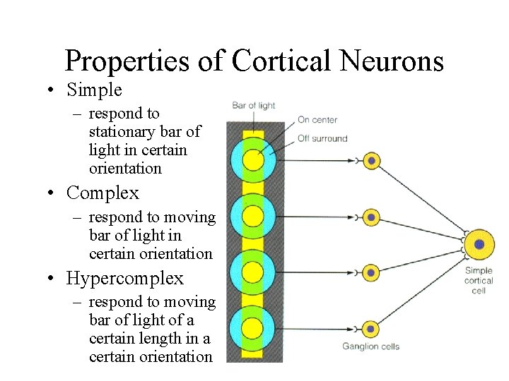 Properties of Cortical Neurons • Simple – respond to stationary bar of light in