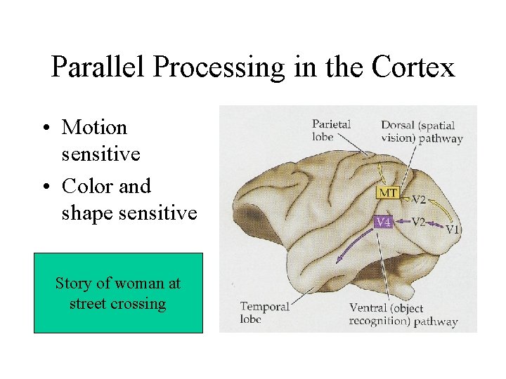 Parallel Processing in the Cortex • Motion sensitive • Color and shape sensitive Story