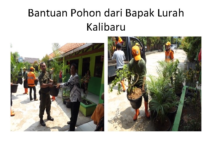 Bantuan Pohon dari Bapak Lurah Kalibaru 