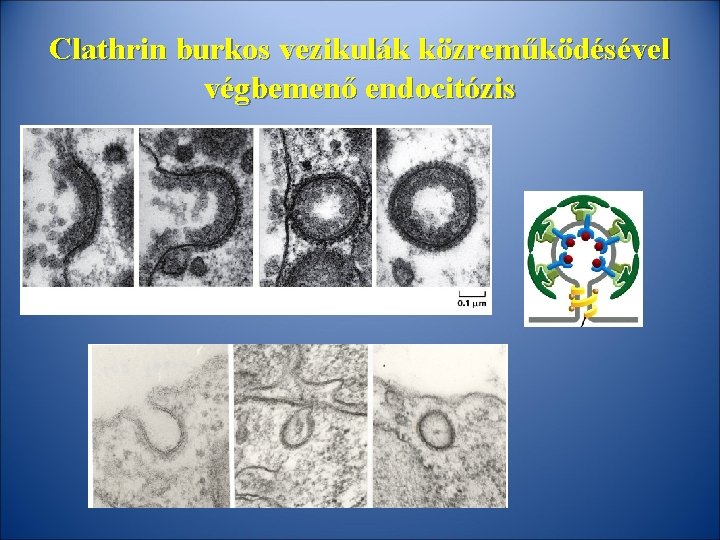 Clathrin burkos vezikulák közreműködésével végbemenő endocitózis 