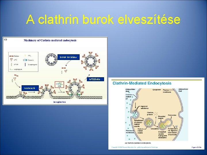 A clathrin burok elveszítése burok leválása lefűződés nucleáció 