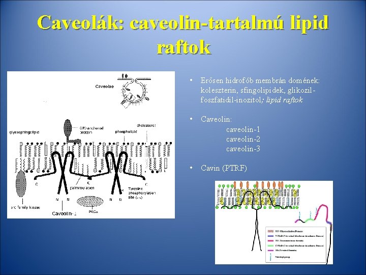 Caveolák: caveolin-tartalmú lipid raftok • Erősen hidrofób membrán domének: koleszterin, sfingolipidek, glikozilfoszfatidil-inozitol; lipid raftok