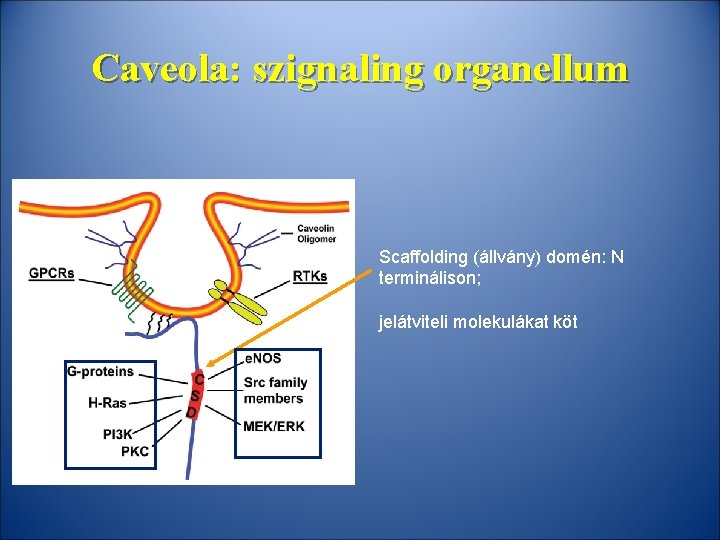 Caveola: szignaling organellum Scaffolding (állvány) domén: N terminálison; jelátviteli molekulákat köt 