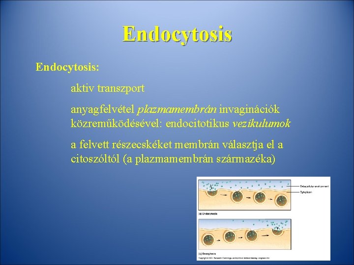 Endocytosis: aktiv transzport anyagfelvétel plazmamembrán invaginációk közreműködésével: endocitotikus vezikulumok a felvett részecskéket membrán választja