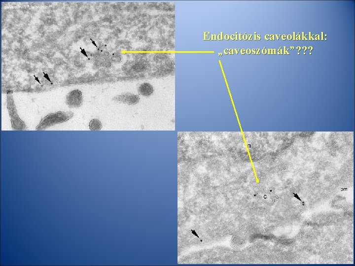 caveolin-115, albumin 10 Endocitózis caveolákkal: „caveoszómák”? ? ? caveolin-115, CD 6310 