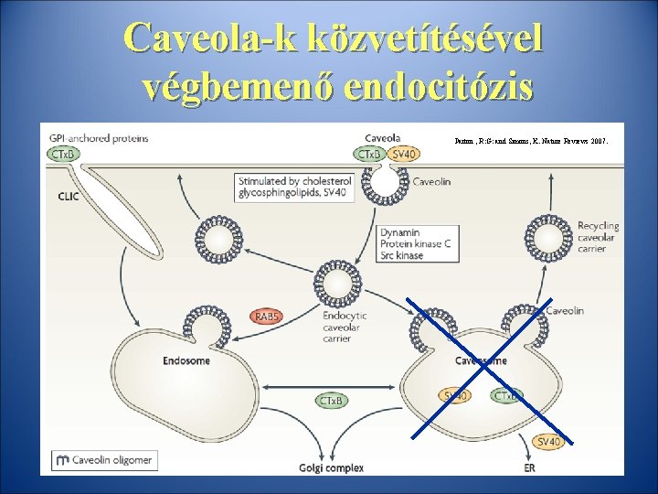 Caveola-k közvetítésével végbemenő endocitózis Parton , R: G: and Simons, K. Nature Reviews 2007.