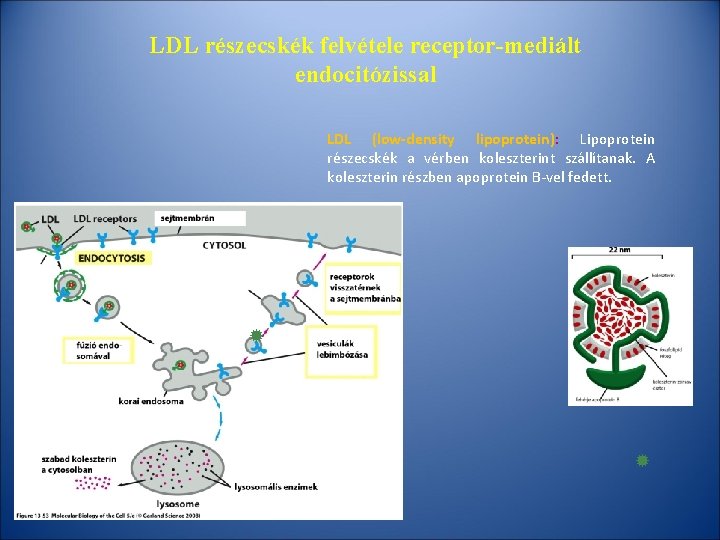 LDL részecskék felvétele receptor-mediált endocitózissal LDL (low-density lipoprotein): Lipoprotein részecskék a vérben koleszterint szállítanak.
