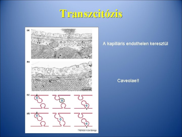 Transzcitózis A kapilláris endothelen keresztül Caveolae!! Transzcitózis A kapilláris endothelen keresztül Caveolae!!