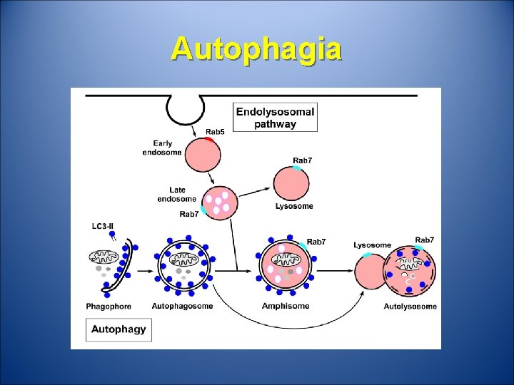 Autophagia 