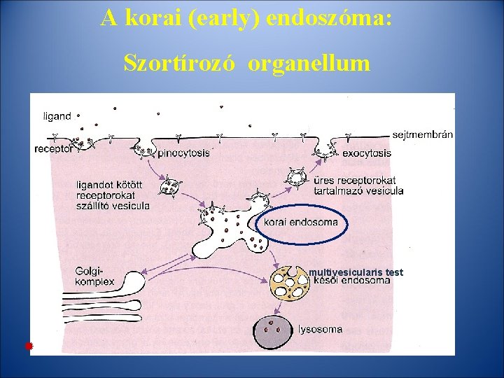 A korai (early) endoszóma: Szortírozó organellum multivesicularis test 