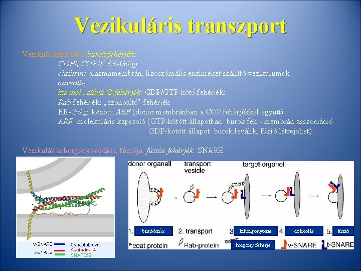 Vezikuláris transzport Vezikula képződés: burok fehérjék: COPI, COPII: ER-Golgi clathrin: plazmamembrán, lizoszómális enzimeket szállító