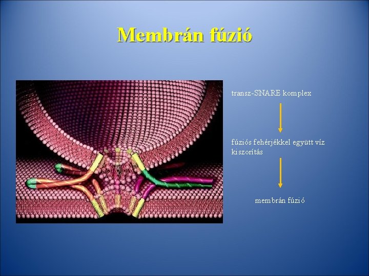 Membrán fúzió transz-SNARE komplex fúziós fehérjékkel együtt víz kiszorítás membrán fúzió 