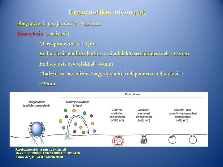 Endocitotikus útvonalak Phagocytosis („sejt evés”): >0, 25µm Pinocytosis („sejtivás”) Macropinocytosis: >1µm Endocytosis clathrin-burkos vesiculák