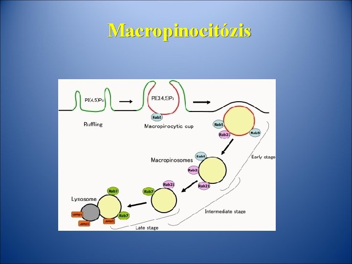 Macropinocitózis 