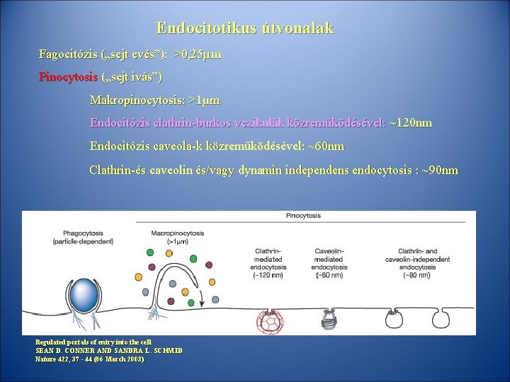 Endocitotikus útvonalak Fagocitózis („sejt evés”): >0, 25µm Pinocytosis („sejt ivás”) Makropinocytosis: >1µm Endocitózis clathrin-burkos