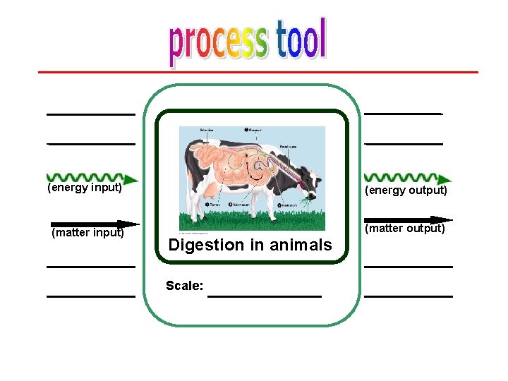 (energy input) (energy output) (matter input) (matter output) Digestion in animals Scale: 