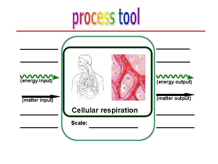 (energy input) (energy output) (matter input) (matter output) Cellular respiration Scale: 