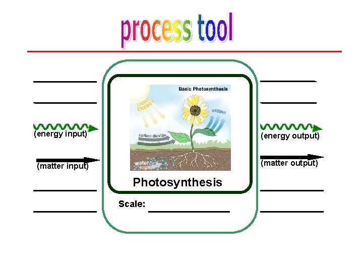 (energy input) (energy output) (matter input) (matter output) Photosynthesis Scale: 