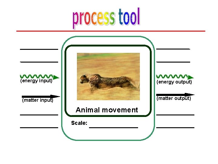 (energy input) (energy output) (matter input) (matter output) Animal movement Scale: 