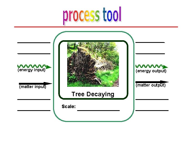 (energy input) (energy output) (matter input) (matter output) Tree Decaying Scale: 