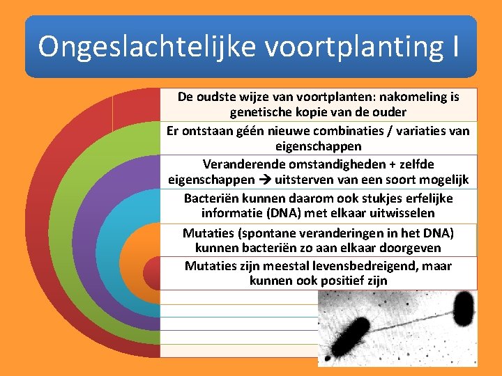 Ongeslachtelijke voortplanting I De oudste wijze van voortplanten: nakomeling is genetische kopie van de