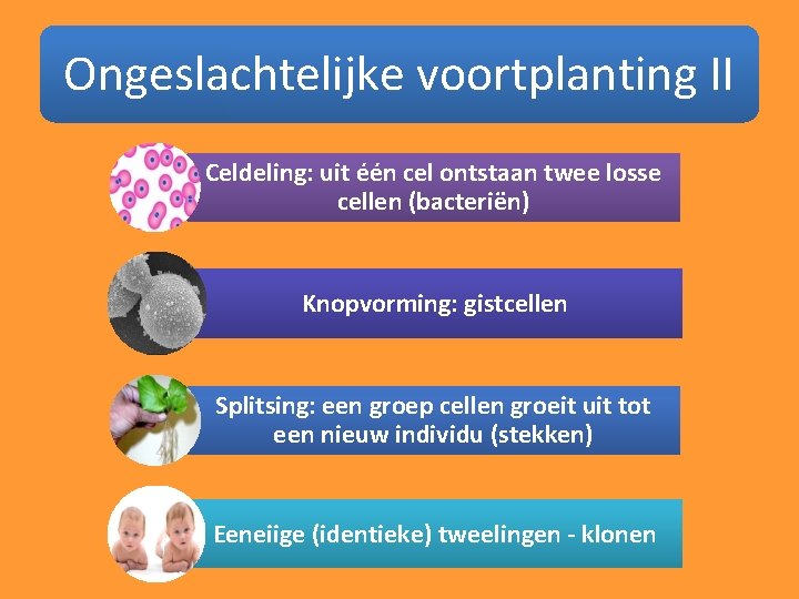 Ongeslachtelijke voortplanting II Celdeling: uit één cel ontstaan twee losse cellen (bacteriën) Knopvorming: gistcellen