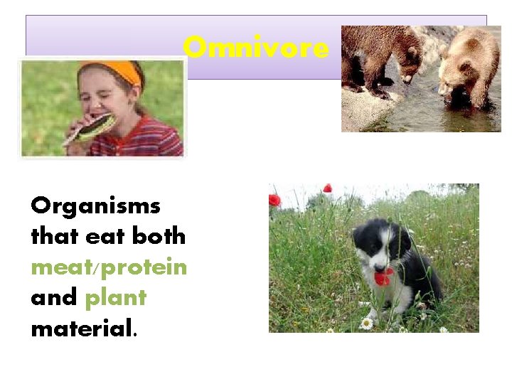 Omnivore Organisms that eat both meat/protein and plant material. 