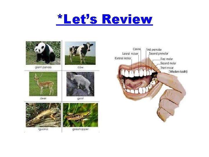 *Let’s Review 