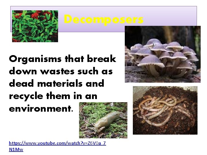 Decomposers Organisms that break down wastes such as dead materials and recycle them in