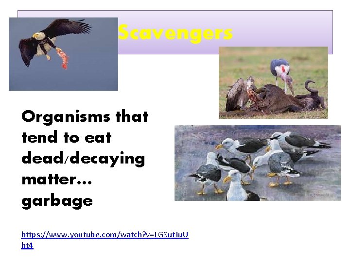 Scavengers Organisms that tend to eat dead/decaying matter… garbage https: //www. youtube. com/watch? v=LGSut.
