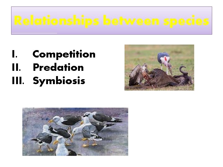 Relationships between species I. Competition II. Predation III. Symbiosis 
