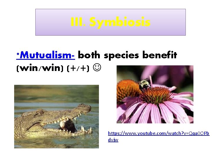 III. Symbiosis *Mutualism- both species benefit (win/win) (+/+) https: //www. youtube. com/watch? v=Qqa 0