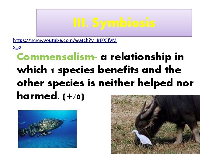III. Symbiosis https: //www. youtube. com/watch? v=Ir. E 05 fv. M x_o Commensalism- a