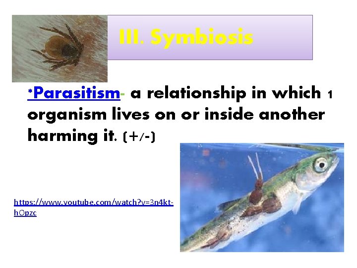 III. Symbiosis *Parasitism- a relationship in which 1 organism lives on or inside another