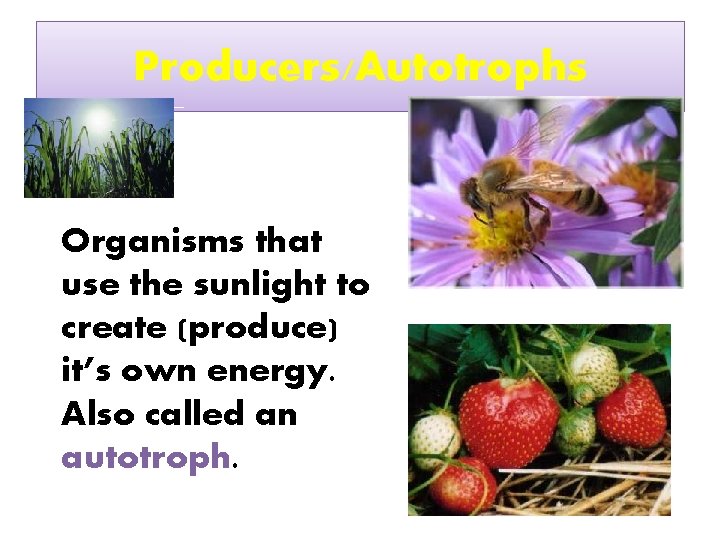 Producers/Autotrophs Organisms that use the sunlight to create (produce) it’s own energy. Also called