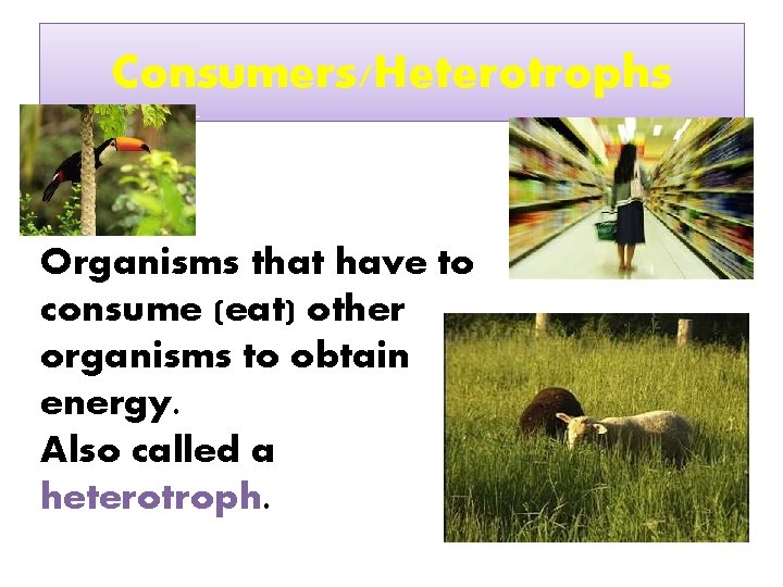 Consumers/Heterotrophs Organisms that have to consume (eat) other organisms to obtain energy. Also called