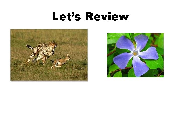 Let’s Review 
