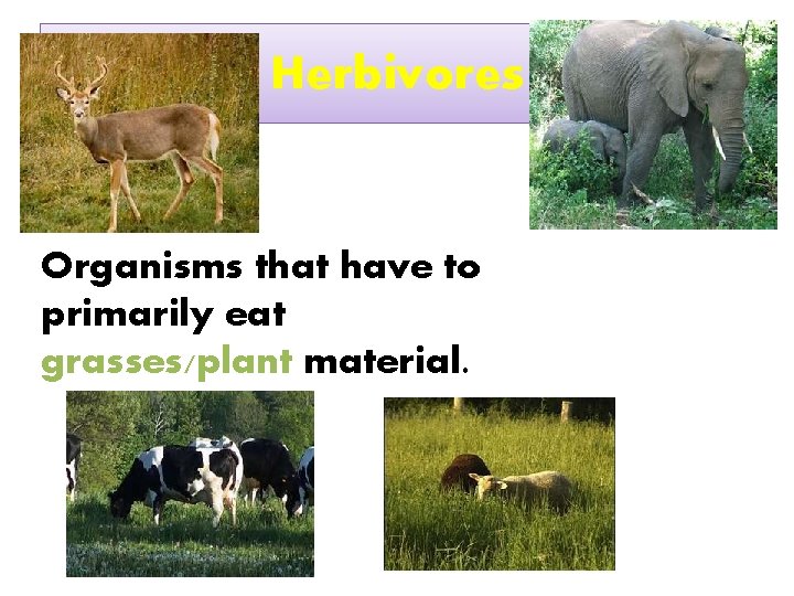 Herbivores Organisms that have to primarily eat grasses/plant material. 