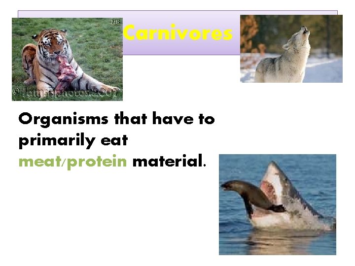 Carnivores Organisms that have to primarily eat meat/protein material. 