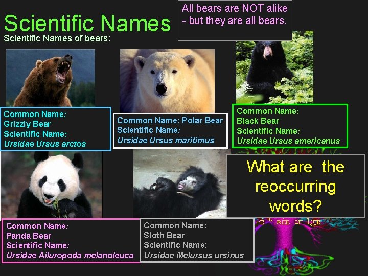 Scientific Names of bears: Common Name: Grizzly Bear Scientific Name: Ursidae Ursus arctos All