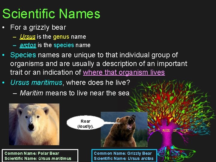 Scientific Names • For a grizzly bear – Ursus is the genus name –