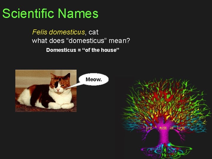 Scientific Names Felis domesticus, cat what does “domesticus” mean? Domesticus = “of the house”