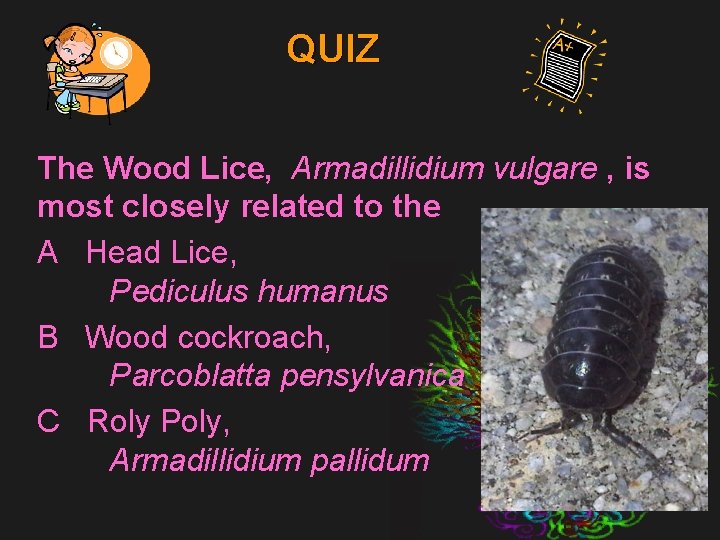 QUIZ The Wood Lice, Armadillidium vulgare , is most closely related to the A