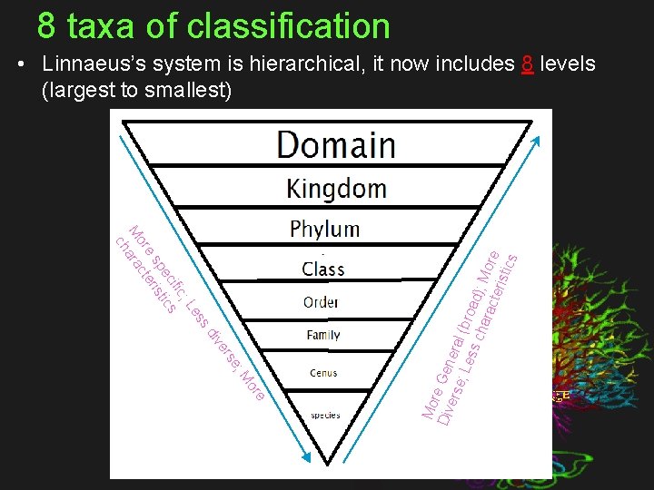 8 taxa of classification es ; L ific ec ics sp rist e e