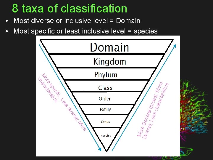 8 taxa of classification es ; L ific ec ics sp rist e e