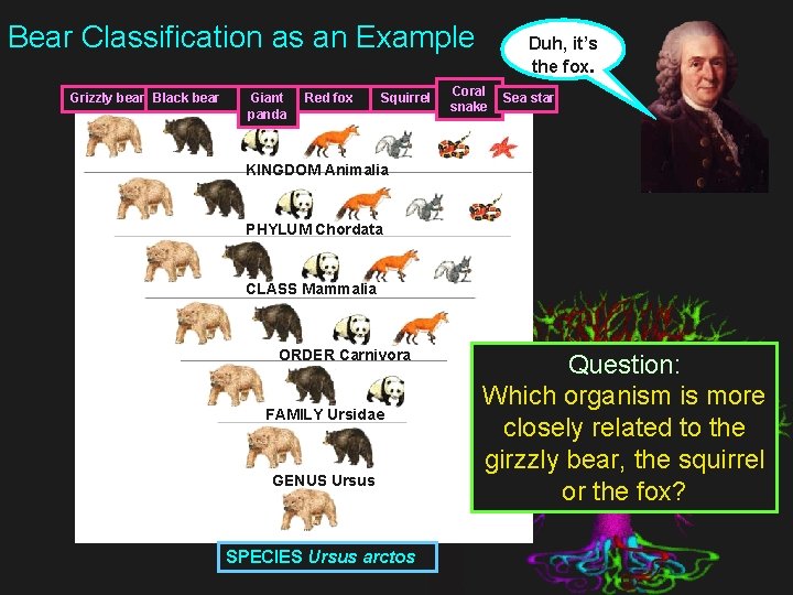 Bear Classification as an Example Grizzly bear Black bear Giant panda Red fox Squirrel