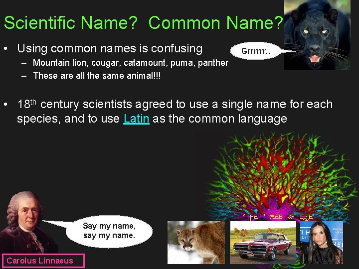Scientific Name? Common Name? • Using common names is confusing Grrrrrr. . – Mountain