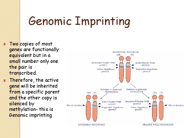 Genomic Imprinting Two copies of most genes are functionally equivalent but in a small Genomic Imprinting Two copies of most genes are functionally equivalent but in a small